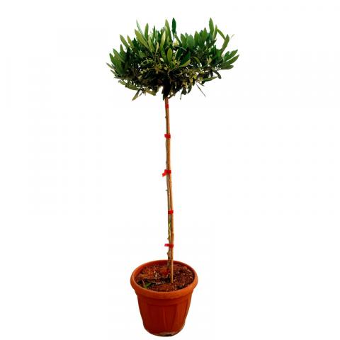 Маслиново дърво  ф21 см Н1,2 м - Листопадни храсти и дървета