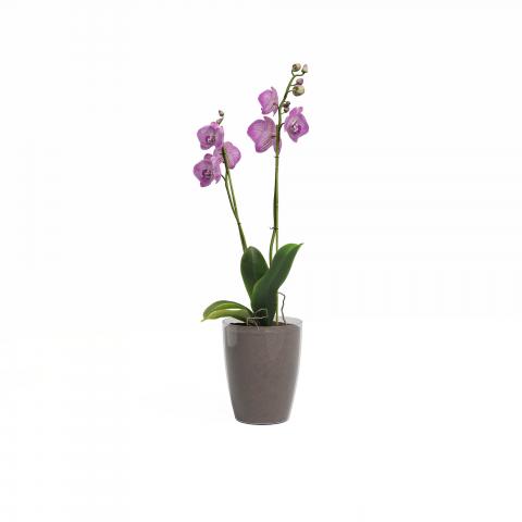Кашпа за орхидея Ф15см, FIJI, снимка 2 - Пластмасови кашпи