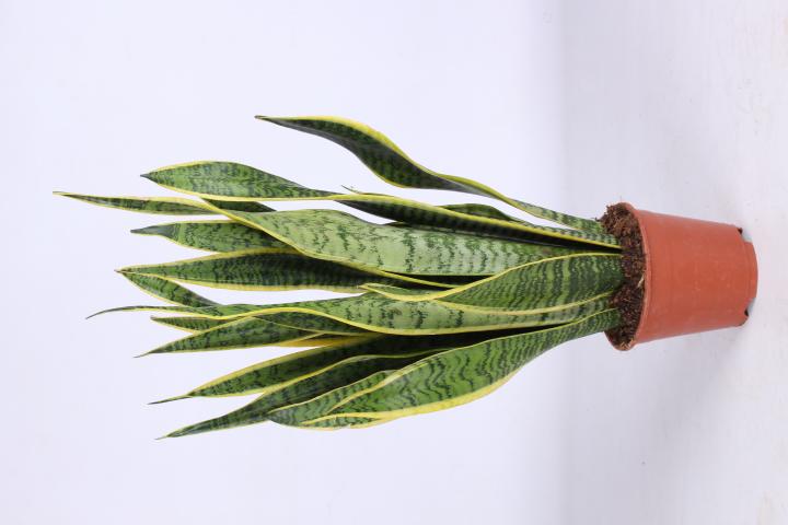 Зелени цветя микс Easy Care ф14, H50-60см, снимка 4 - Големи растения