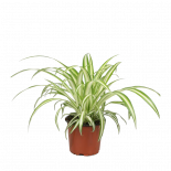 Хлорофитум Variegatum Ф12см, H25см