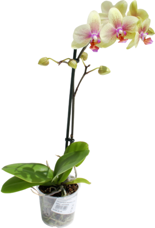 Фаленопсис Мултифлора Ф:9см - Орхидеи