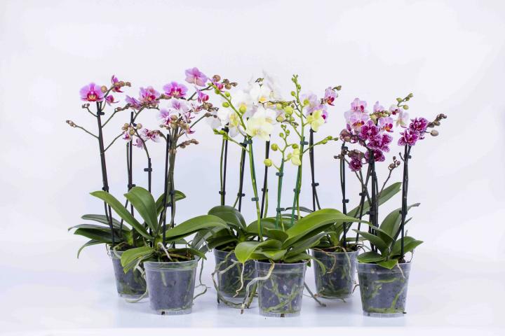 Орхидея Фаленопсис Multiflora-mix 3-стебла, 25+, ф12, H45 - Орхидеи