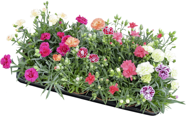Карамфил  Ф 12, снимка 3 - Пролетни балконски цветя