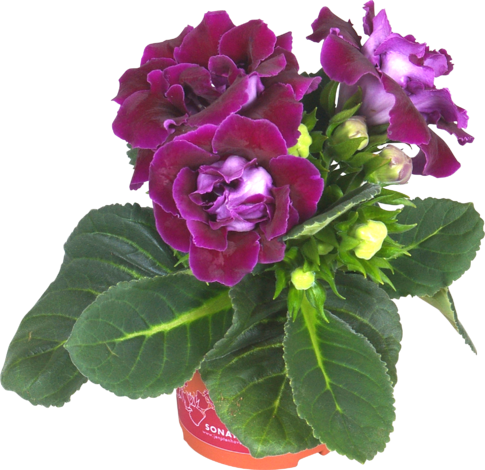 Глоксиния Ф:12 см - Цъфтящи