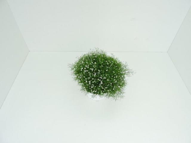 Гипсофила ф17см., снимка 2 - Многогодишни перенни растения