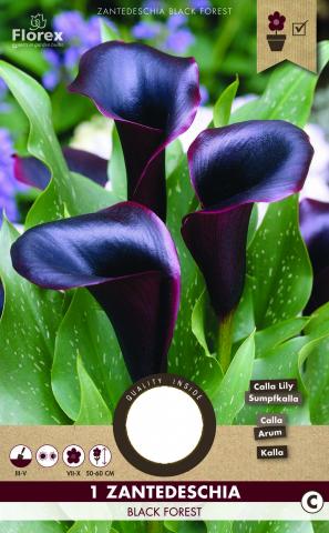Луковици PURE Кала Black Forest, 1бр - Специалитети