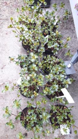 Азалия японика Co 1,5л, снимка 3 - Други външни растения