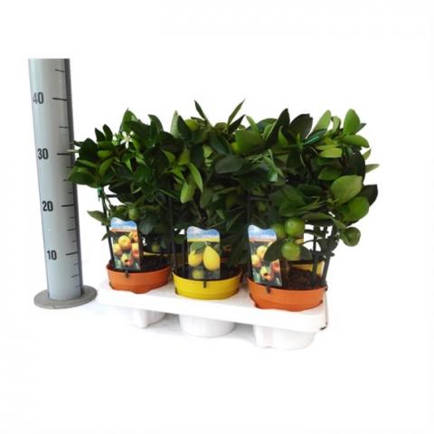 Цитрус микс ф12, Н30-35 см - Средиземноморски растения
