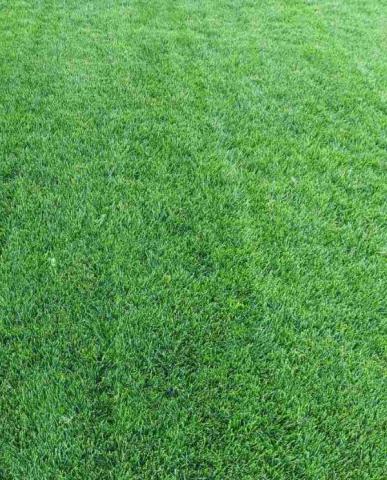 Професионална тревна смеска 5кг Спаринг, снимка 2 - Специални тревни смески