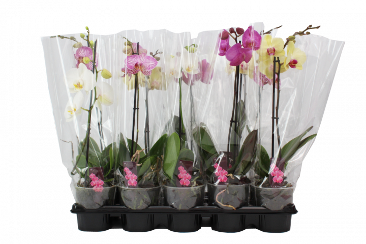 Орхидея Фаленопсис ф12,3, 1 стебло H40-60см, снимка 2 - Външни растения