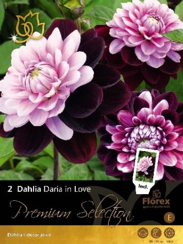 Луковици Premium Далия Daria in Love - Външни растения