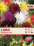 Луковици LET S GROW Далия Bahama mix