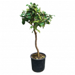 Лимон дръвче