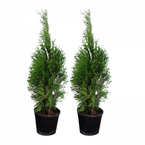 Baumax Thuja () Baumax Thuja