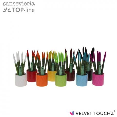 Сансевиера VELVET TOUCH ф6см, H18-25см - Зеленолистни