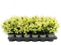 Смърч Glauca Daisy White ф9 см H20 см