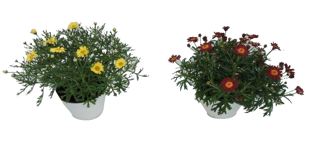 Маргаритка ф15см /Аргирантемум/ - Пролетни балконски цветя