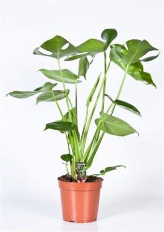 Зелени цветя микс
Ф17см.
височина около 50-60 см, снимка 4 - Зеленолистни