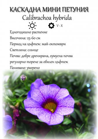 Калибрахое конт. 3л - Пролетни балконски цветя