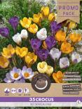 Луковици Минзухар Botanical 35бр.