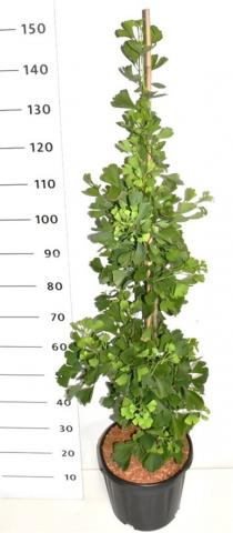 Гинко Билоба  Fastigiata Blagon 13л H80-100см - Иглолистни храсти и дървета