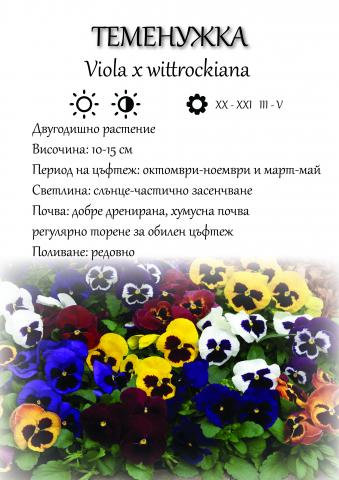 Теменужка мини ф9 - Есенни балконски