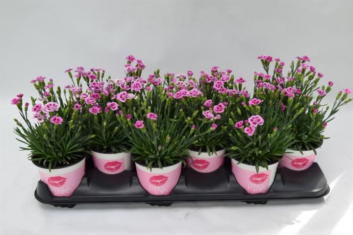 Карамфил  Pink Kisses ф10.5, Н15-20 см, снимка 2 - Пролетни балконски цветя