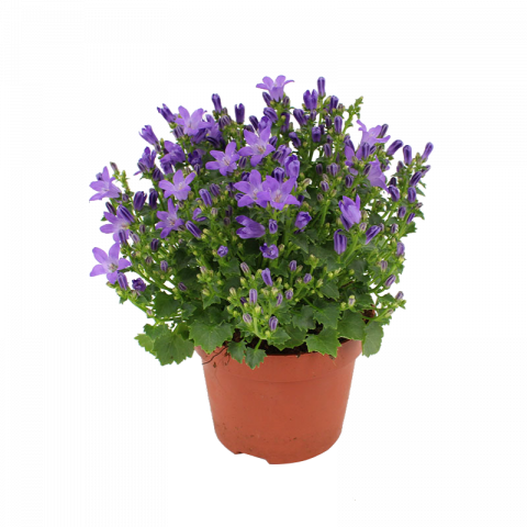 Кампанула portenschlagiana ф12 - Цъфтящи