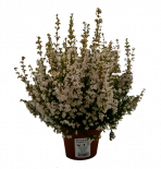 Ерика gracilis бяла