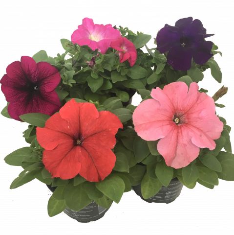 Бордюрна петуния ф9см - Пролетни балконски цветя