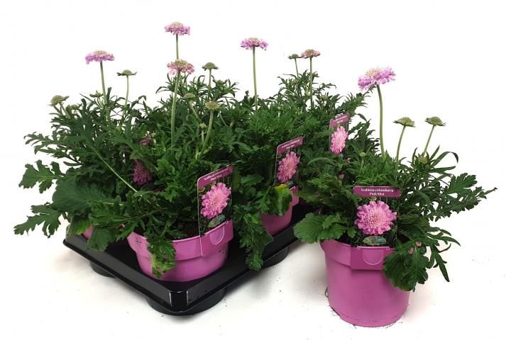 Градински цветя микс ф15см, снимка 2 - Цъфтящи