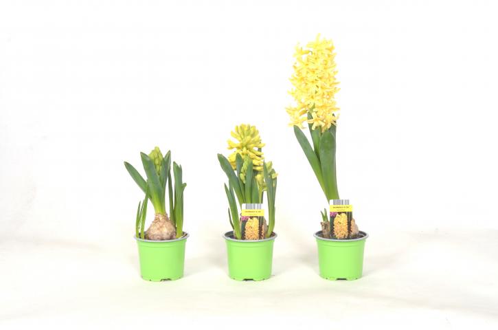 Зюмбюл 9 см, снимка 4 - Пролетни балконски цветя