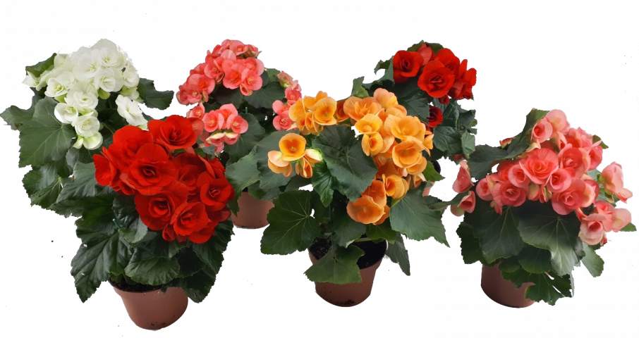 Бегония елатиор Volcano Н25-30 см - Цъфтящи