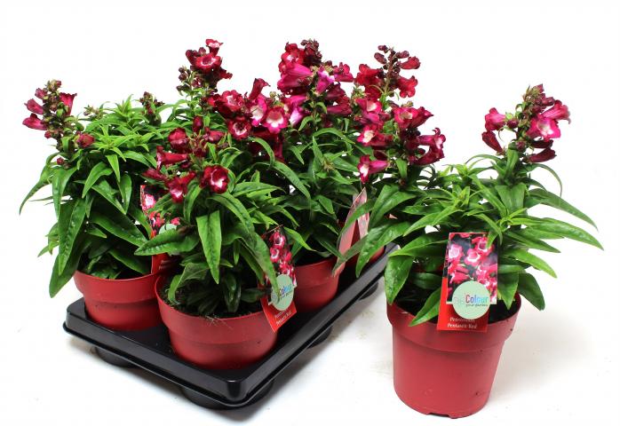 Градински цветя микс ф15см, снимка 5 - Цъфтящи