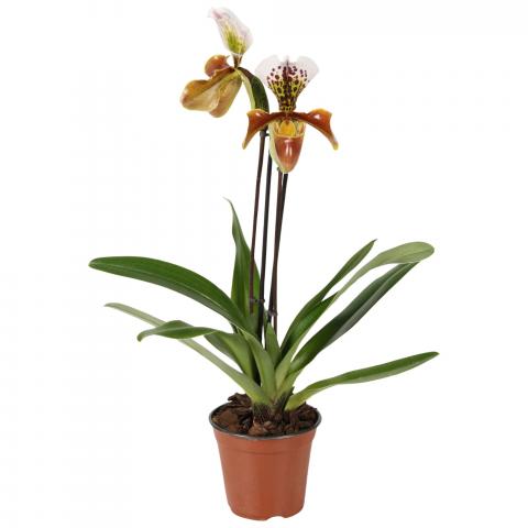 Пафиопедилум микс Ф12 см, снимка 7 - Орхидеи