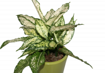 Аглаонема микс 12 см