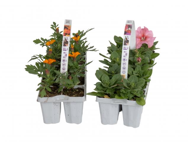 Разсад за цветя 10 броя, снимка 4 - Външни растения