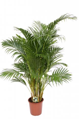 Хризалидокарпус (Арека) - Големи растения