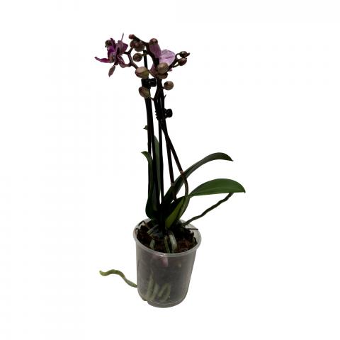 Орхидея Phalaenopsis Ф9см, H25-45см, 1 стебло, 6+ цвята, снимка 2 - Външни растения