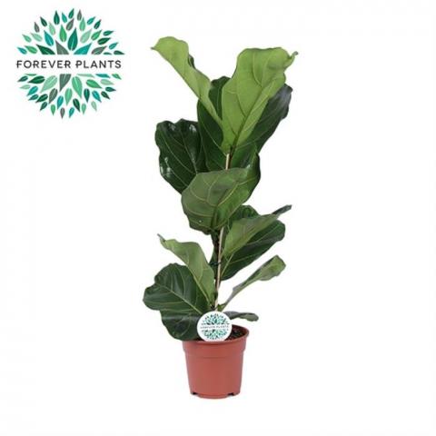 Фикус Lyrata Ф17см, Н60см - Големи растения