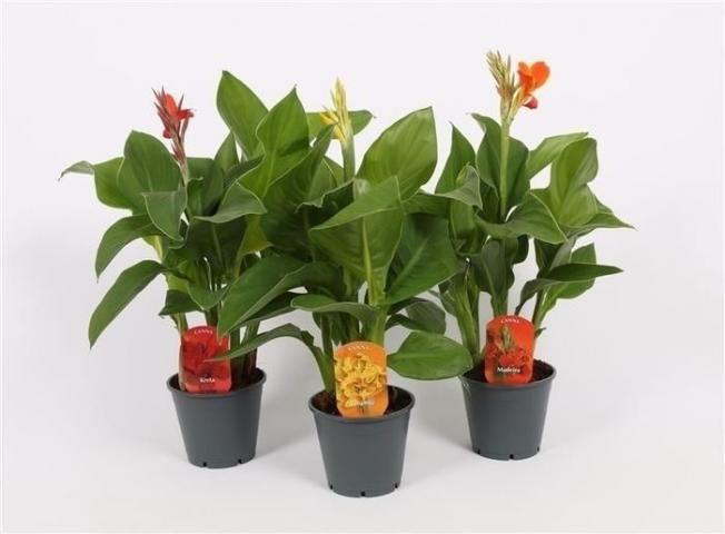 Канна Garden Bouquet ф14/ Н:50-55 см, микс цветове - Цъфтящи