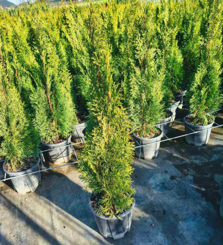 Туя Emerald 60-70 см 3 л - Иглолистни храсти и дървета