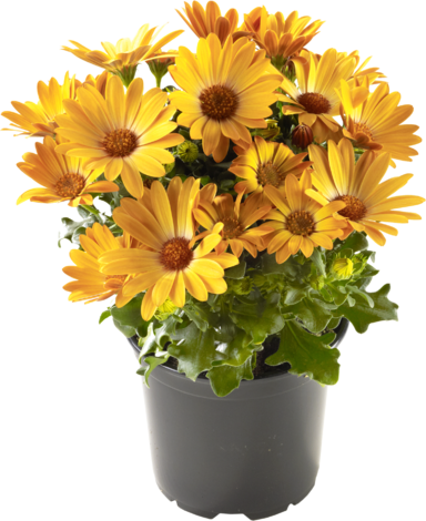 Остеоспермум Ф:10.5 см - Пролетни балконски цветя