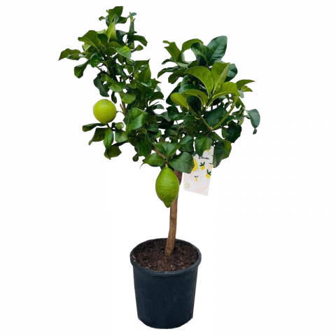 Цитрус лимон
ф21 см h80 см - Средиземноморски растения