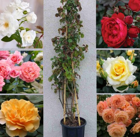 Катерлива роза - различни цветове, снимка 2 - Външни растения
