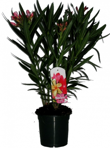 Олеандър Нериум ф19, Н:50-65 см трицветен - Средиземноморски растения