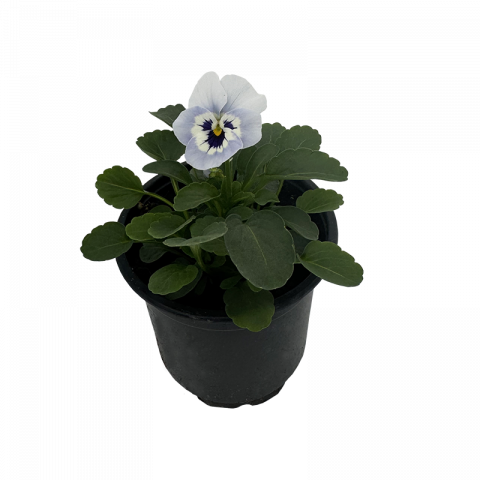 Теменужка мини Ф9см, снимка 2 - Пролетни балконски цветя