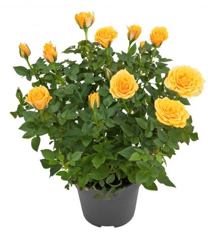 Роза микс ф11, Н25-30 см, снимка 6 - Външни растения