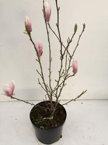 Магнолия Soulangeana - Листопадни храсти и дървета