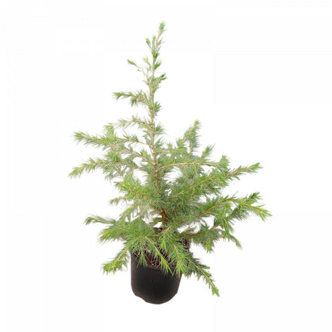 Кедър Хималайски - Иглолистни храсти и дървета